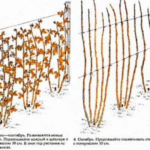 Как на зиму обрезать малину схема