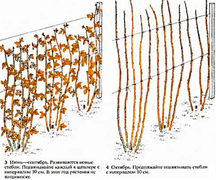Как на зиму обрезать малину схема