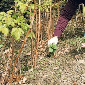 How to prune raspberries for winter photo