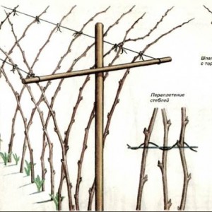 How to prune raspberries for winter scheme