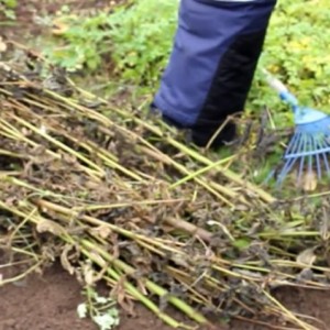 How to plant garlic in autumn photo instructions