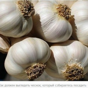 How to plant garlic in autumn photo