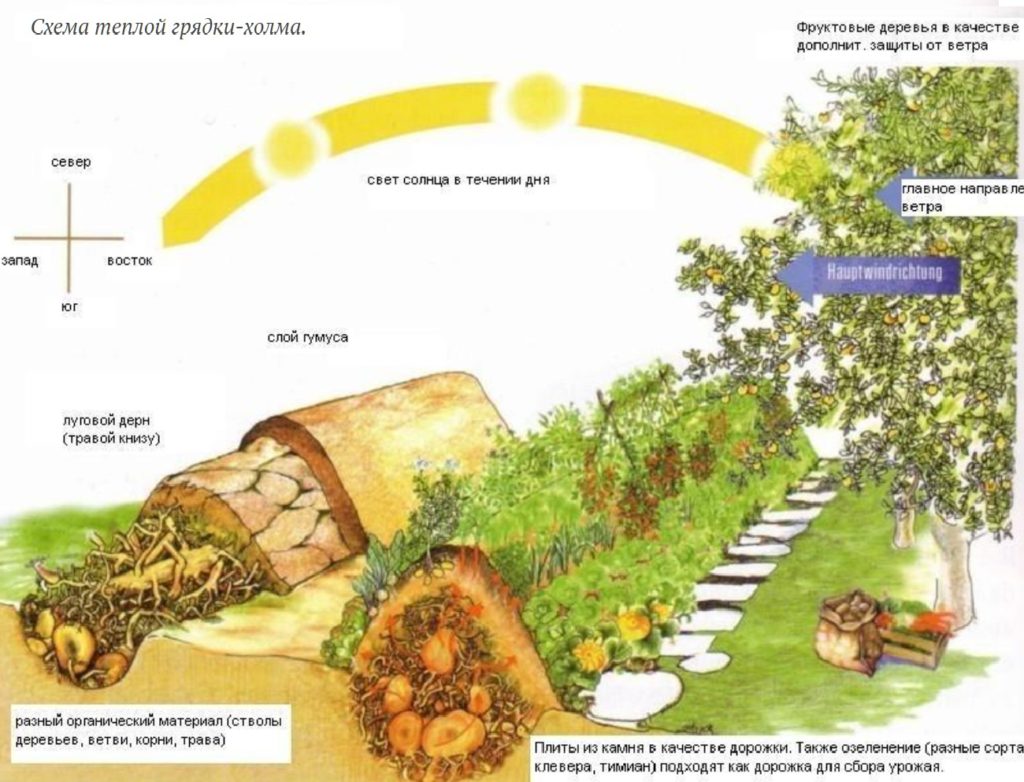 Warm beds for cucumbers