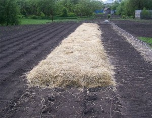 potato planting under straw photo