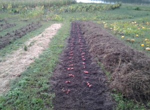 planting under straw photo