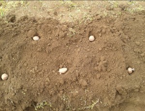 planting potatoes under straw photo