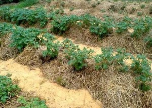 potatoes under straw photo